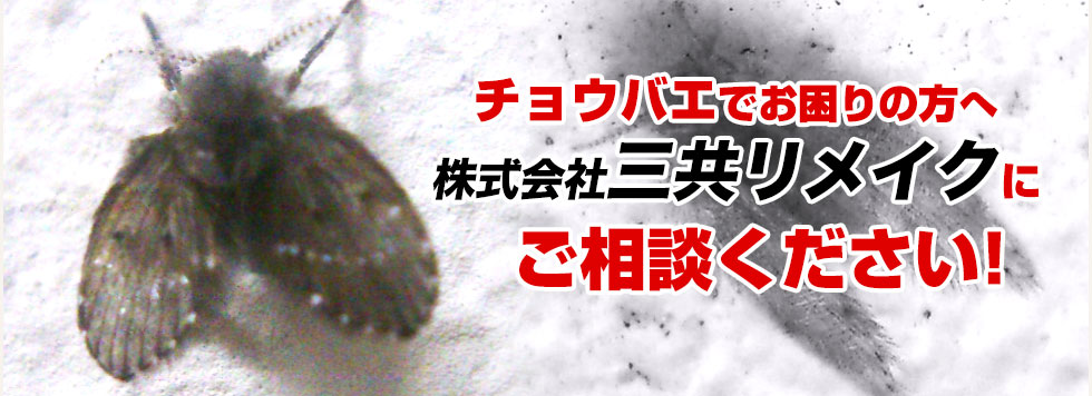 チョウバエでお困りの方へ　チョウバエ株式会社三共リメイクにご相談ください！