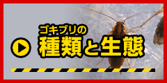 ゴキブリの 種類と生態