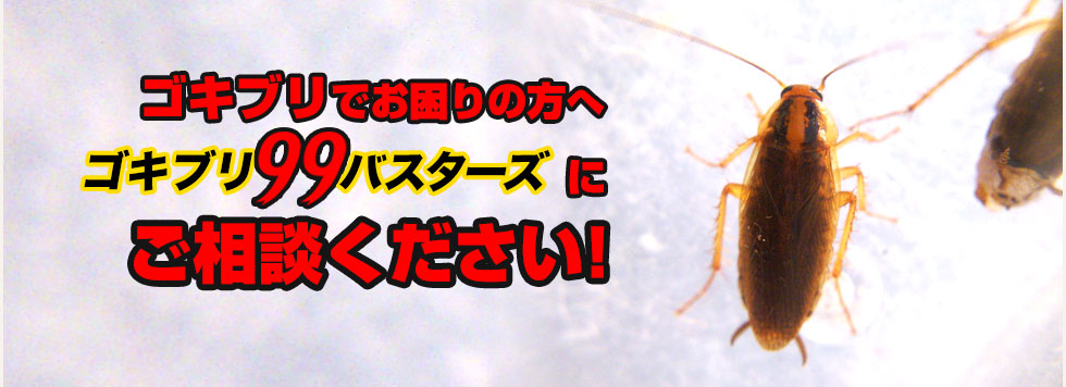 ゴキブリでお困りの方へ　ゴキブリ99バスターズにご相談ください！