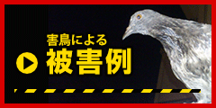 害鳥による被害例