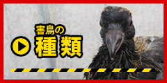 害鳥の種類と生態