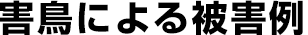 害鳥による被害例