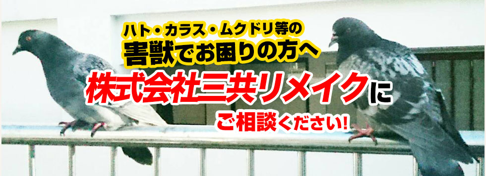 ハト等の害鳥でお困りの方へ株式会社三共リメイクにご相談下さい。安心価格9,800円～（税込）