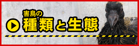 害鳥の種類と生態