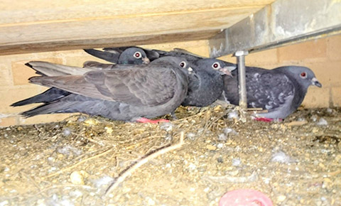 カワラバト・ドバト