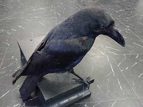 ハシブトガラス