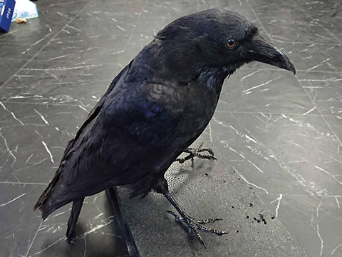 ハシボソガラス