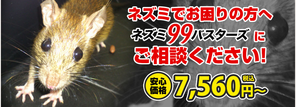 ネズミでお困りの方へ　ネズミ99バスターズにご相談ください！安心価格7,560円～/坪（税込）